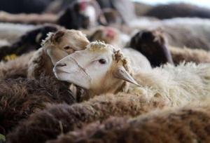 اصلاح نژاد ۱۵۰۰ راس گوسفند مهربان در همدان
