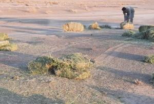  توزیع ۱۵ تن یونجه برای حمایت از آهوها