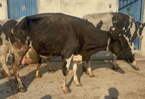 آقاپور کاظمی: یک محموله دام زنده قاچاق و آلوده در مازندران کشف شد