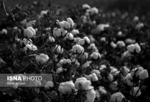 آغاز برداشت پنبه از سطح ۱۵۸ هکتار از زمین‌های کشاورزی شهرستان حاجی‌آباد