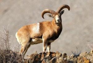 سرشماری پستانداران منطقه حفاظت‌شده شاهزاده ابراهیم- تنگ باهوش انجام شد