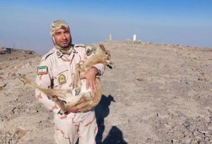 نجات یک بره آهوی بیمار در منطقه مرزی گلیل