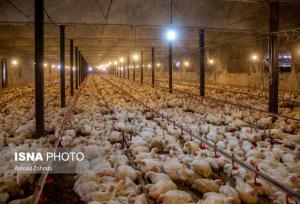 جوجه‌ریزی بیش از ۱۹ میلیون قطعه طیور در زنجان