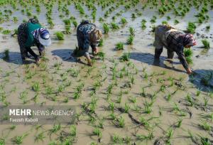 توضیحات رییس سازمان جهاد کشاورزی گیلان در خصوص کشت دوم برنج