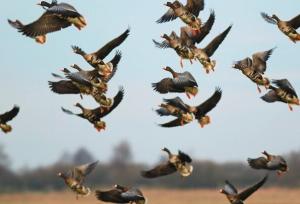 خطر شیوع آنفلوآنزای فوق‌حاد پرندگان در هرمزگان