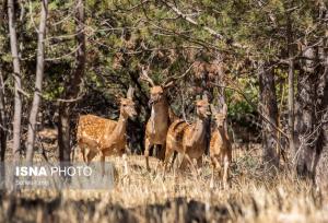 تولد ۴ گوزن زرد ایرانی در پارک ملی کرخه از ابتدای امسال