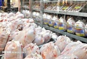 آذربایجان غربی قطب تولید گوشت مرغ؛ ۶۶ میلیون قطعه جوجه ریزی انجام شد