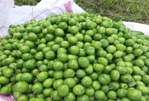 طعم شیرین گوجه سبز در باغات گیلان؛ برداشت نوبرانه ها آغاز شد