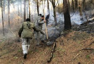 خودکار: ۷۵۰۰ متر از پوشش جنگلی لیسار تالش طعمه حریق شد