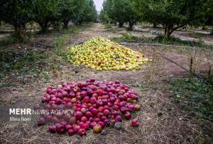 سیب؛ ثروتی که در جیب باغدار آب می رود!