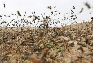 بحرانی: بوشهر آماده مقابله با ملخ صحرایی است