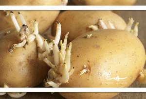 سیب زمینی‌های سبز و جوانه‌زده خطرناک هستند؟/ سیب‌زمینی‌های نرم را انتخاب نکنید