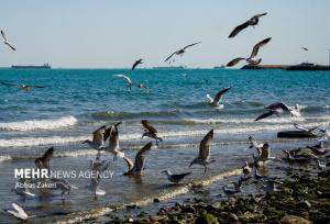 توسعه یک محصول برای حل معضل محیط‌زیستی و اقتصادی در خلیج فارس