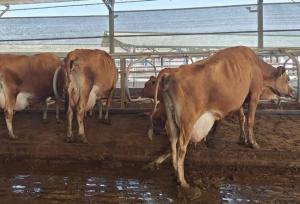 توقیف محموله ۱۰ میلیاردی دام قاچاق در کنگاور