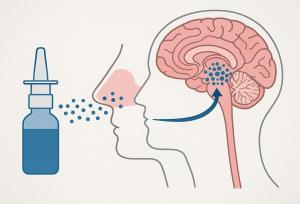 قطرهٔ بینی برای حذف تومورهای مغزی: انقلابی در درمان گلیوبلاستوما بدون نیاز به جراحی