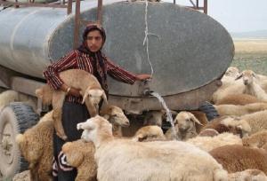 تامین آب و نهاده دامی از اولویت‌های سازمان عشایری