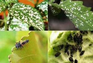 کرمانشاه جزو ۳ استان برتر کشور در مبارزه غیرشیمیایی با آفات است