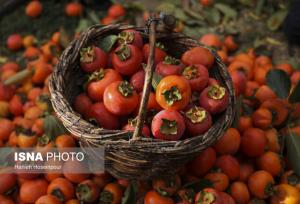 پیش‌بینی تولید ۳۵۰۰ تن خرمالو در فارس/ سهم ۱۰ درصدی استان در تولید این محصول در کشور