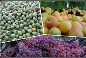 برداشت ۳۱۰۰ تن محصول از باغات شهرستان ایلام