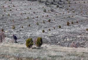 احیا مراتع سوخته اسدآباد/واکاری ۱۰ هکتار از جنگل‌های دست کاشت گردنه اسدآباد