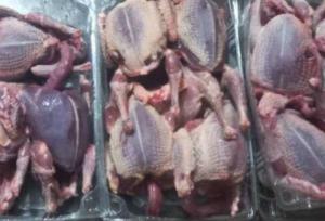 کشف و ضبط ۱۵ لاشه کبوتر وحشی در اسدآباد