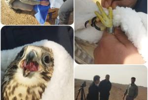 درمان و رهاسازی یک بالابان توسط محیط زیست البرز