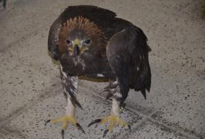 کشف یک بهله پرنده شکاری کمیاب در دامغان؛ ۳ نفر دستگیر شدند