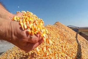 توزیع ۱۰۰۰ تن ذرت در بین مرغداری‌های لرستان