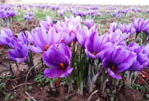 بزرگترین مزرعه طلای سرخ غرب کشور در انتظار صنایع تبدیلی