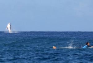 رقص نهنگ در بازی‌های موج سواری المپیک+فیلم