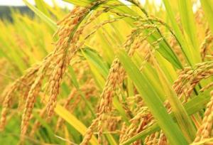 حذف ارز ترجیحی برنج وارداتی منتفی شد
