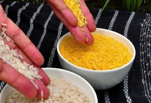 واردات برنج‌ طلایی تراریخته از فیلیپین کذب است