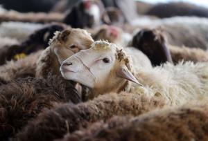 واردات ۳۰ هزار راس دام؛ گوشت قرمز ارزان می‌شود