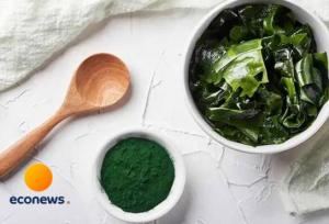 طریقه مصرف جلبک دریایی برای لاغری و کاهش وزن