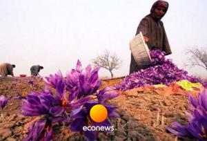  راه‌اندازی پالایشگاه گیاهان دارویی،پایان خام‌فروشی!