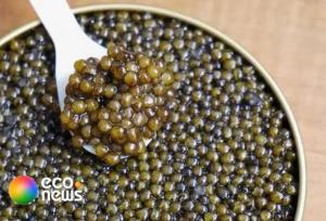 خاویار ایرانی همچنان پرطرفدار در بازارهای جهانی