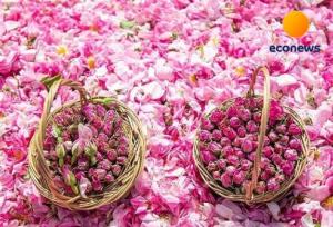 همایش «ایران، سرزمین گل محمدی» ۲۷ آبان برگزار میشود