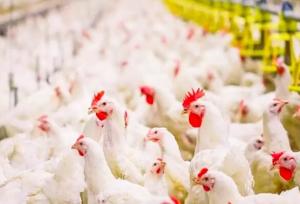 تیر رانت‌خواران بازار مرغ به سنگ خورد!