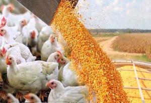 پیشنهاد تشکل‌های نهاده دامی برای ساماندهی بازار