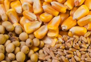 هیچ نگرانی برای تامین نهاده های دامی نیست!