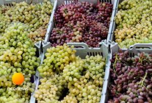 حذف ۵ محصول کشاورزی از لیست محصولات آب‌بر 