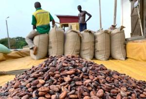 کاهش قیمت کاکائو به کمترین میزان در دو سال گذشته