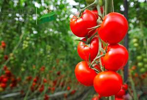 گوجه‌فرنگی آبان و آذر امسال گران نمی‌شود
