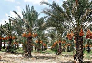 خرماپزان نخلداران در سایه بی‌مهری مسئولان