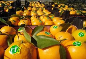 صادرات ۲۰۰ میلیون دلاری مرکبات تازه و فرآوری شده 