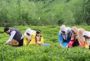 افزایش صادرات چای ایرانی به بازارهای خارجی