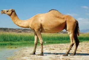 رونق اقتصاد مناطق آذربایجان شرقی با پرورش شتر