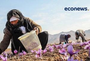 تربت‌حیدریه؛ مقصد جدید گردشگری زعفران در ایران