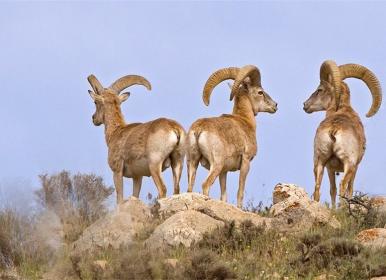 پارک بمو؛ زیستگاه مهمّ جانوری و گیاهی در جهان+فیلم