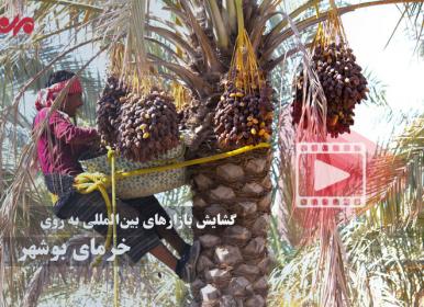 گشایش بازارهای بین‌المللی به روی خرمای بوشهر